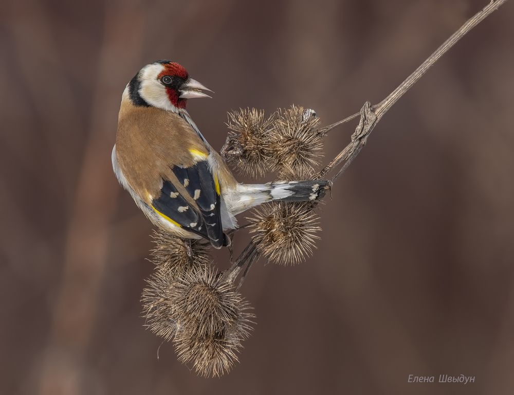 European goldfinch