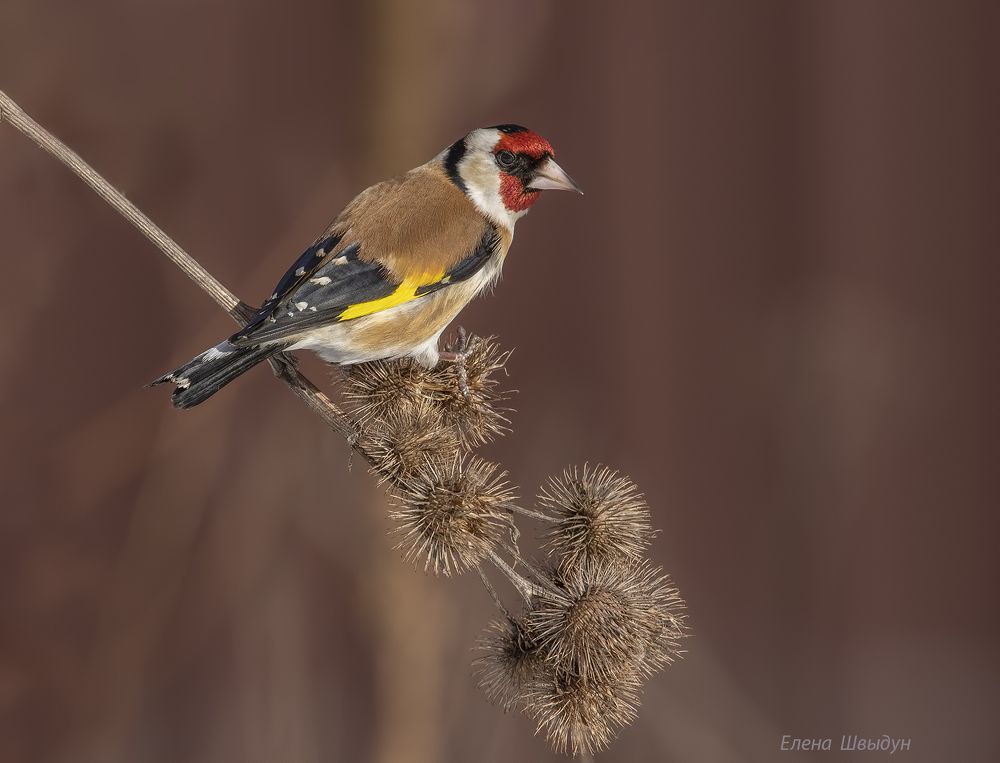 European goldfinch
