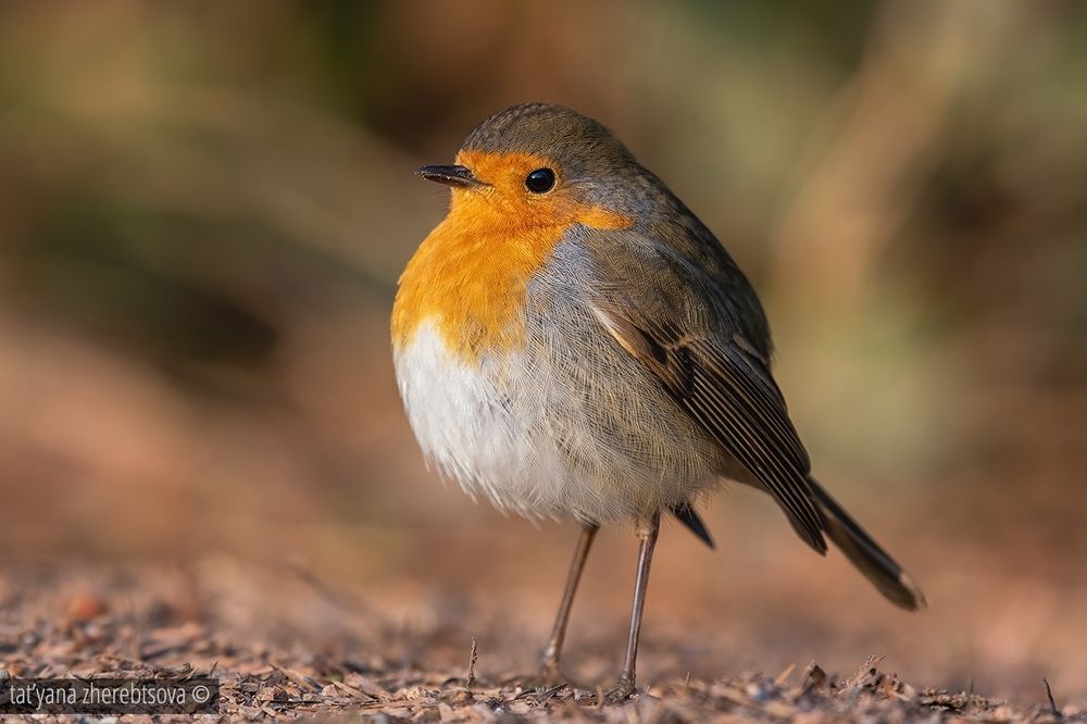 Зарянка. Robin