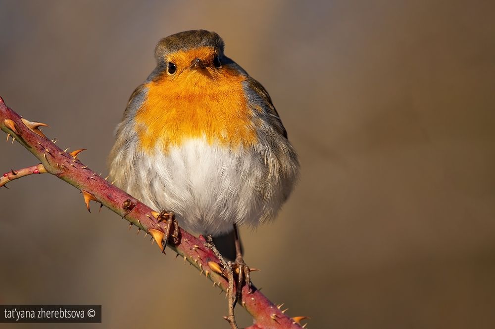 Зарянка. Robin