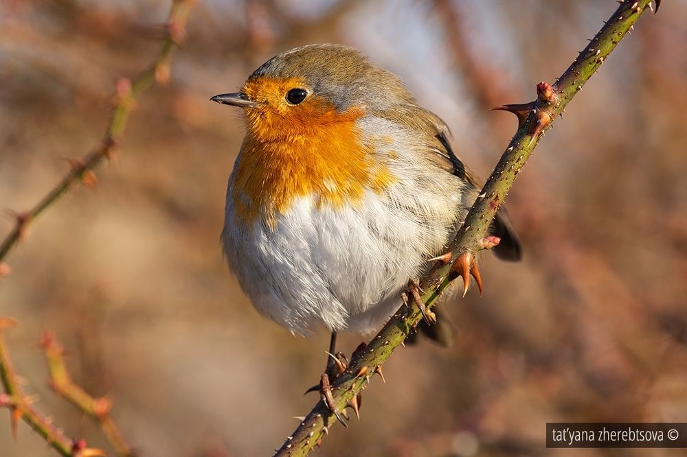 Зарянка. Robin