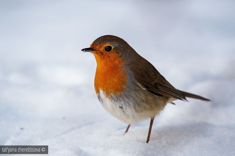 Зарянка. Robin
