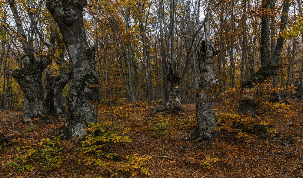 Лесные монстры