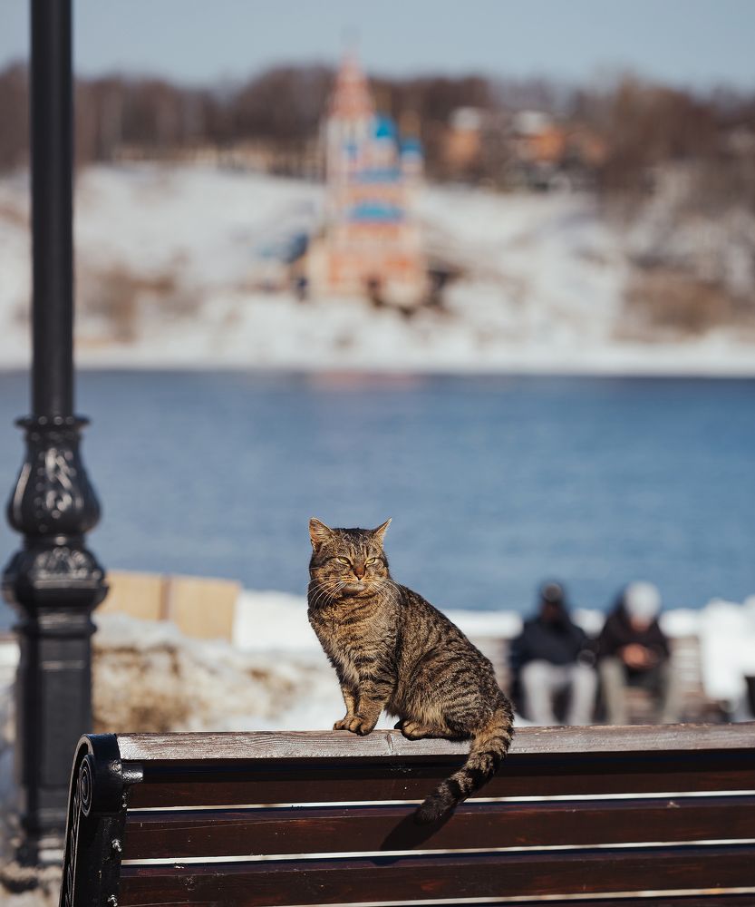 Весна пришла, котов принесла