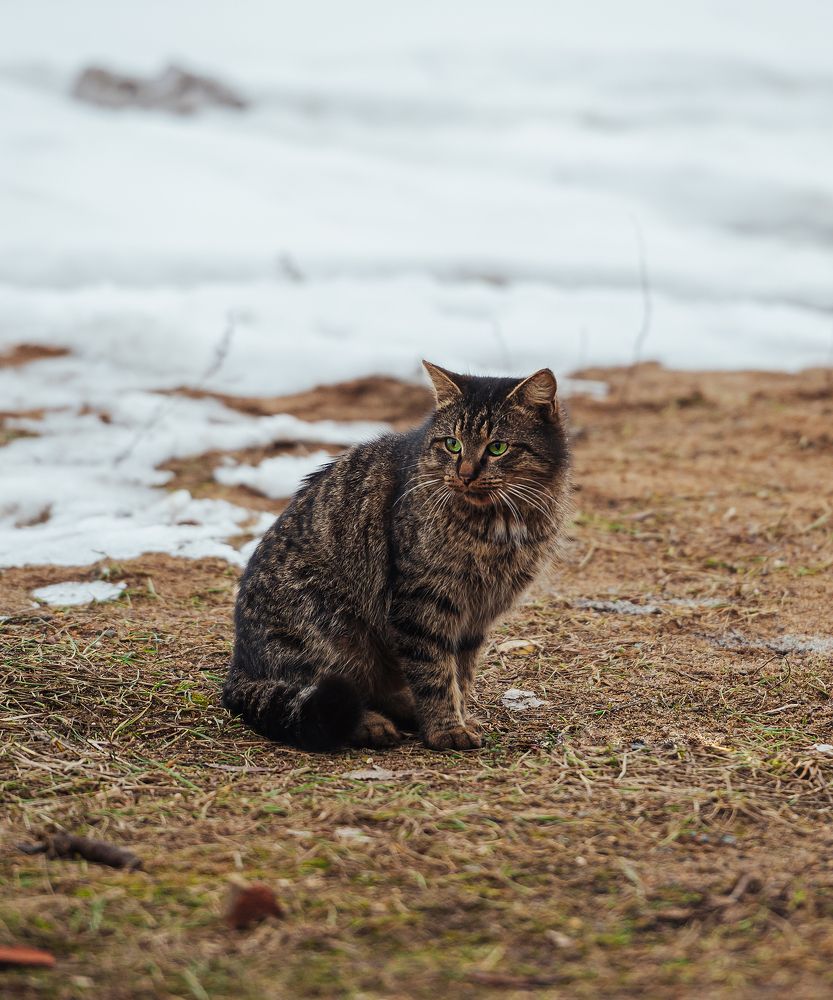 Весна пришла, котов принесла