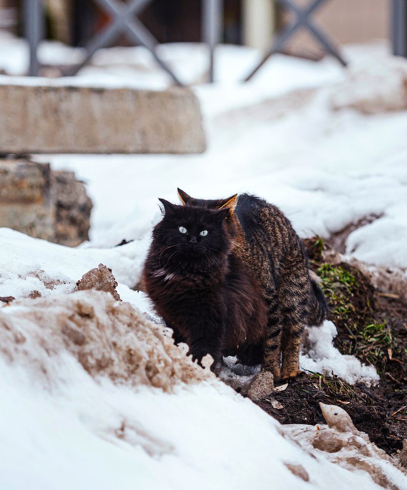 Весна пришла, котов принесла
