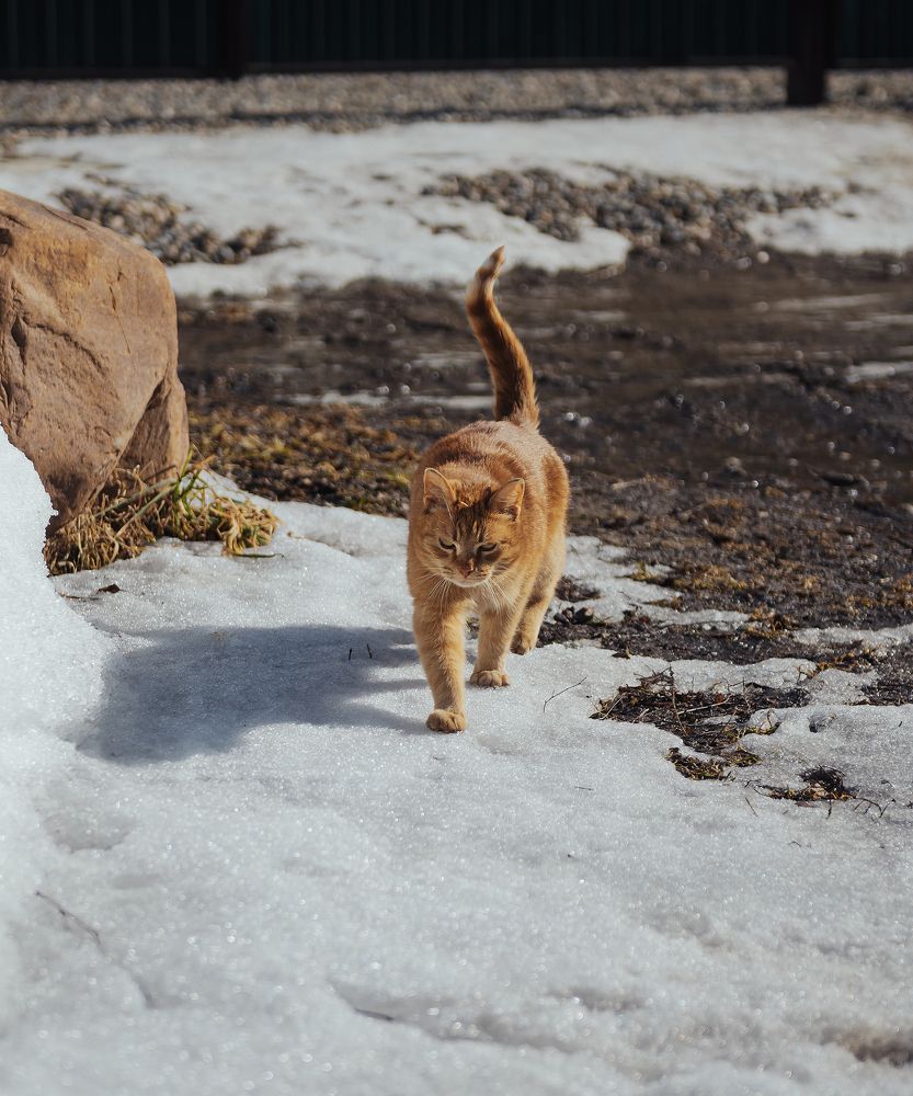 Весна пришла, котов принесла