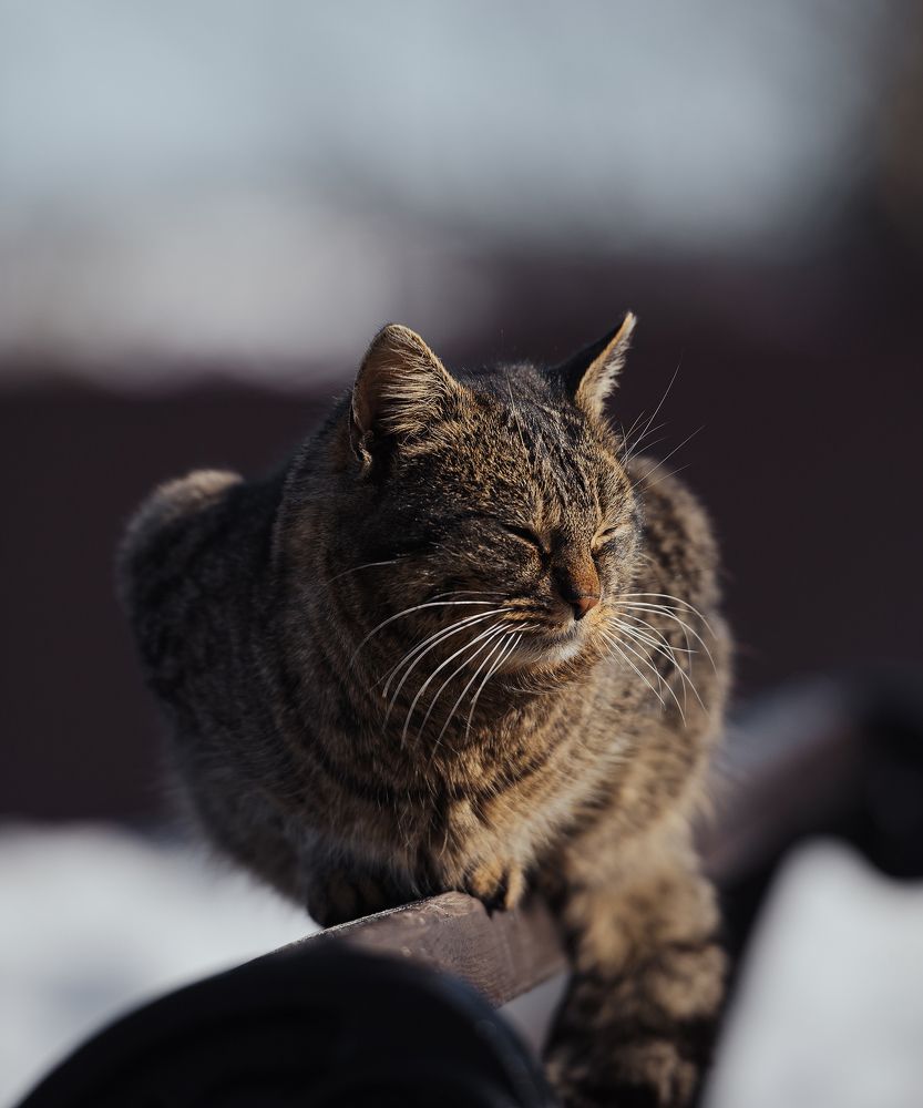 Весна пришла, котов принесла