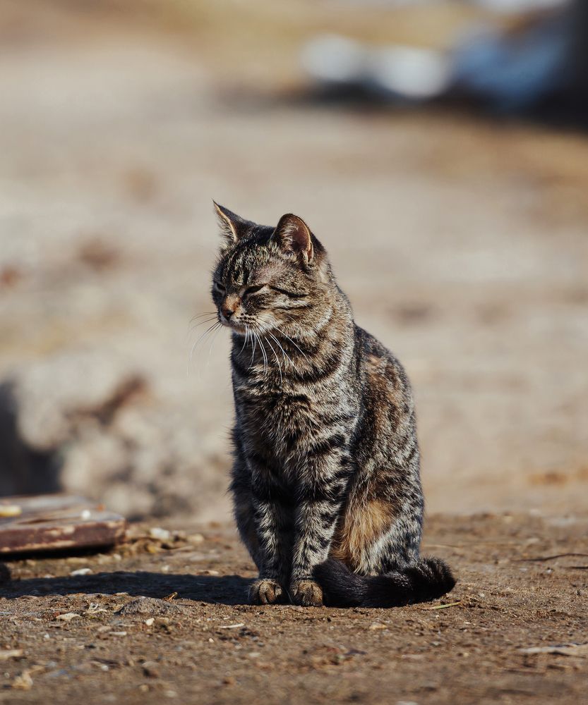 Весна пришла, котов принесла