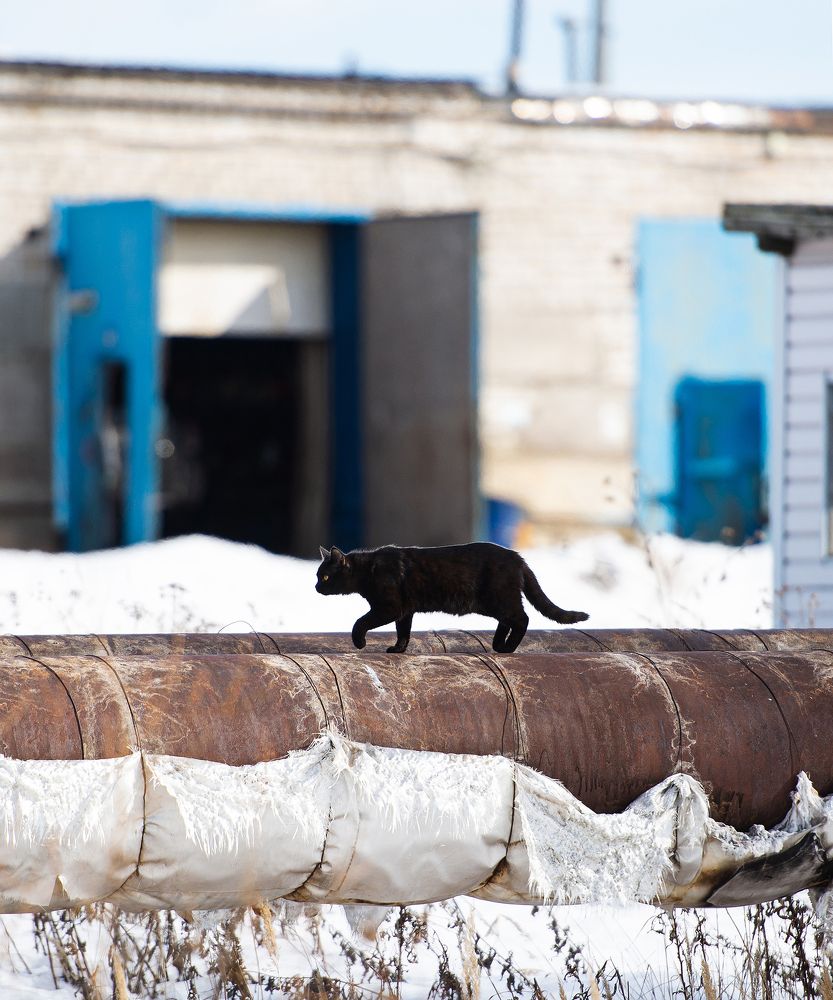 Весна пришла, котов принесла
