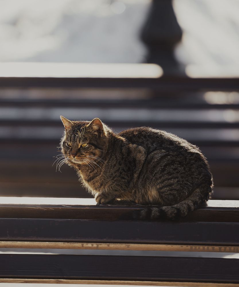 Весна пришла, котов принесла