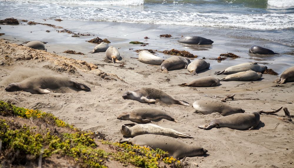 Elephant Seal Vista Point