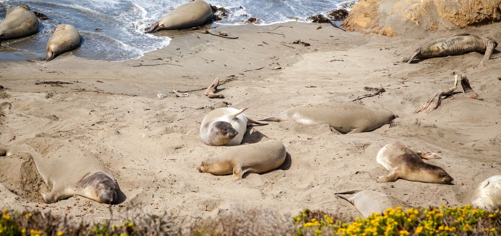 Elephant Seal Vista Point