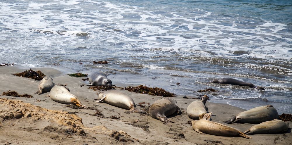 Elephant Seal Vista Point