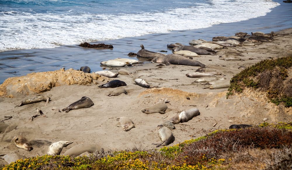 Elephant Seal Vista Point