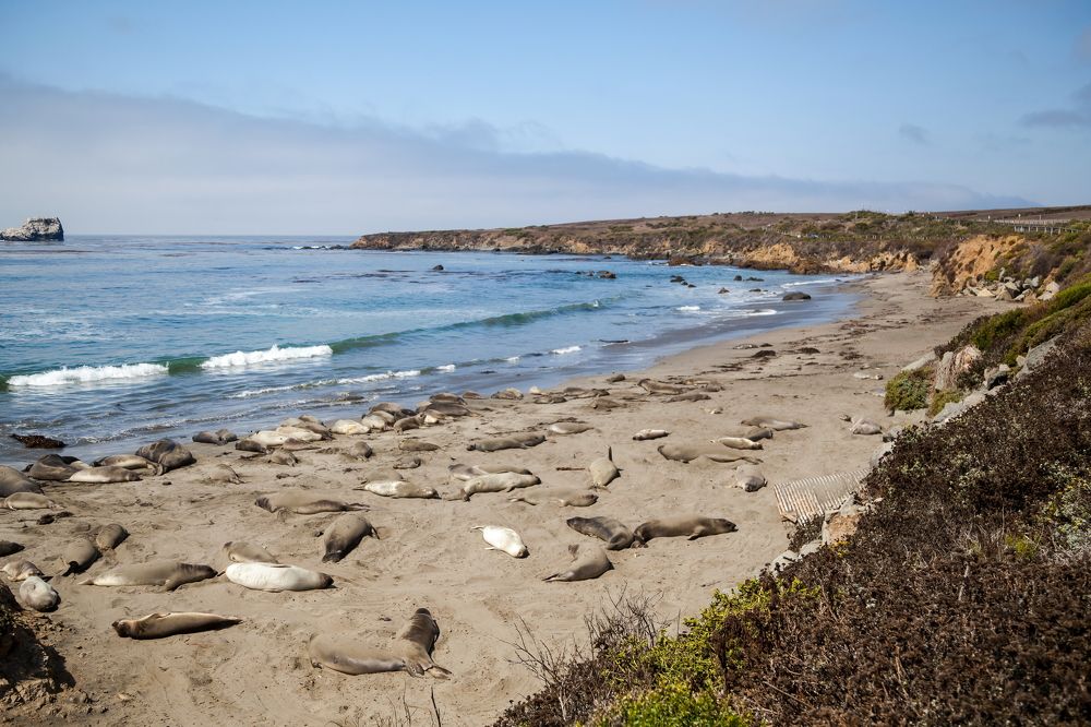 Elephant Seal Vista Point