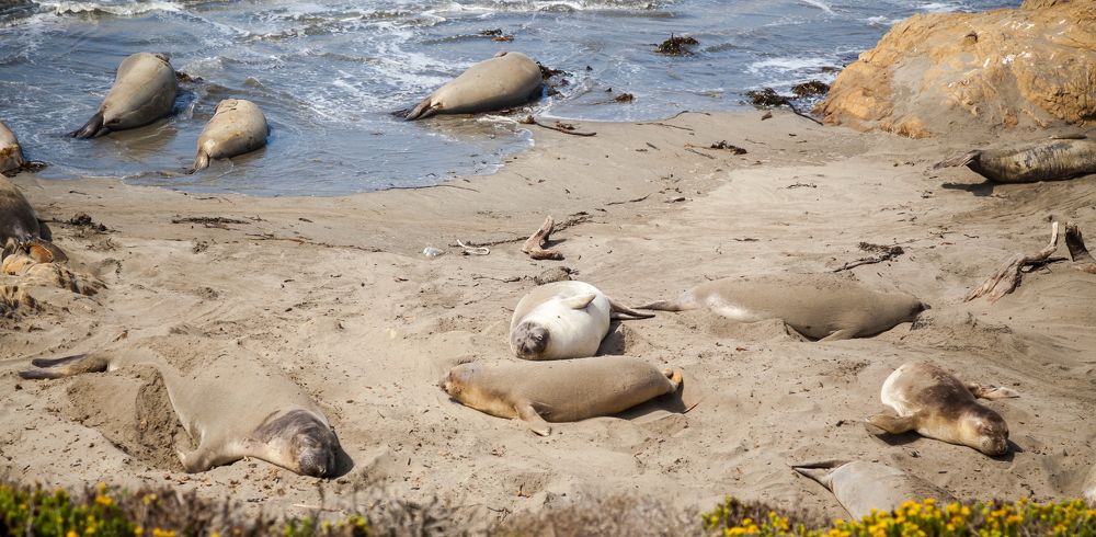 Elephant Seal Vista Point