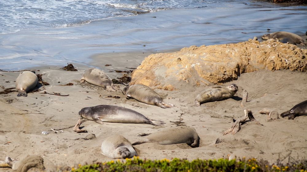 Elephant Seal Vista Point