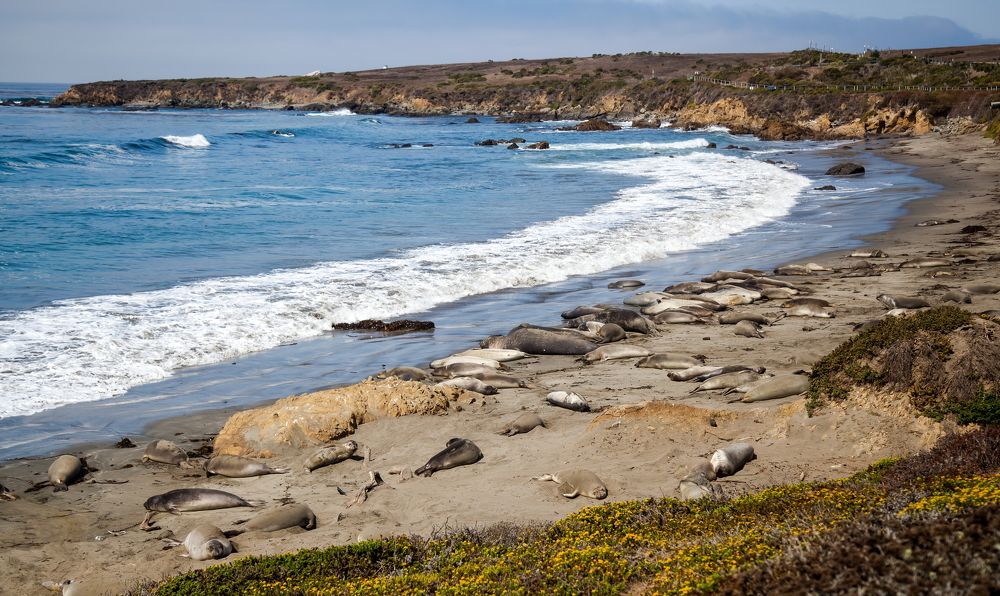 Elephant Seal Vista Point