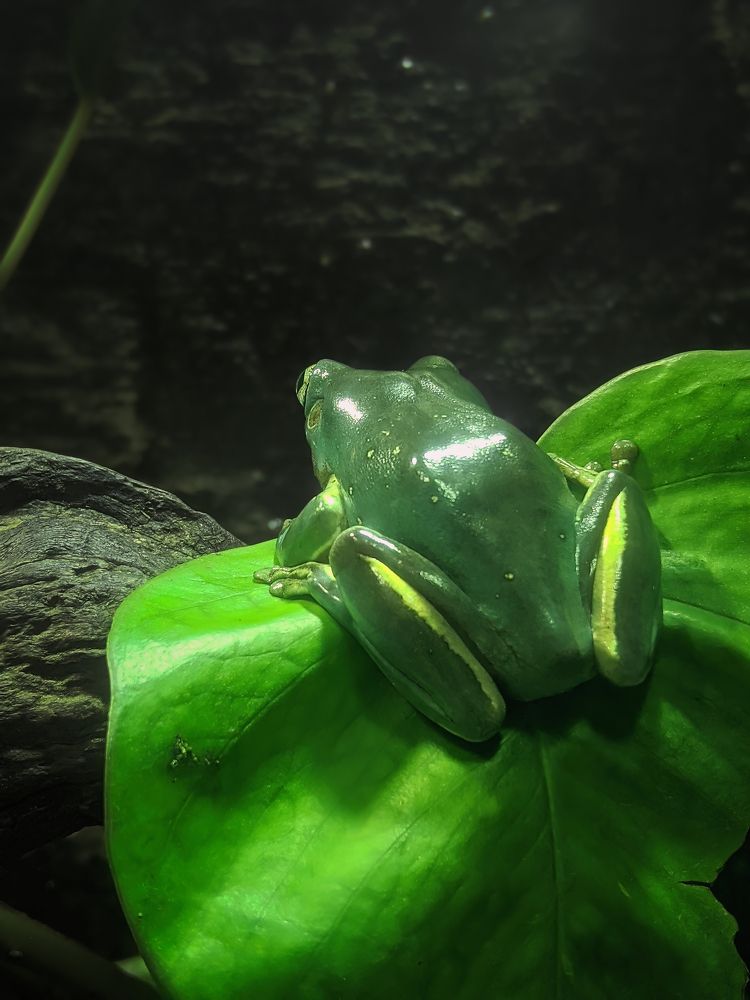 Happy World Frog Day