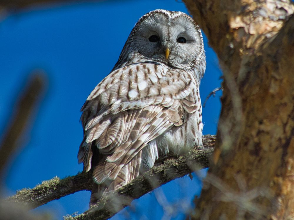 Длиннохвостая неясыть. Ural Owl