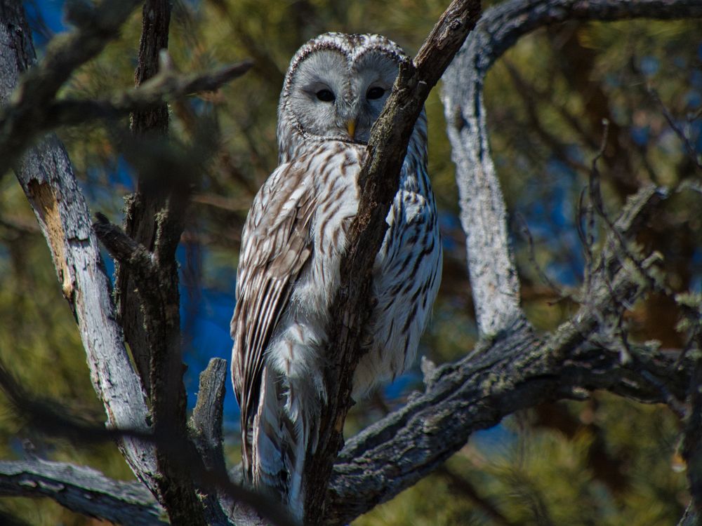 Длиннохвостая неясыть. Ural Owl