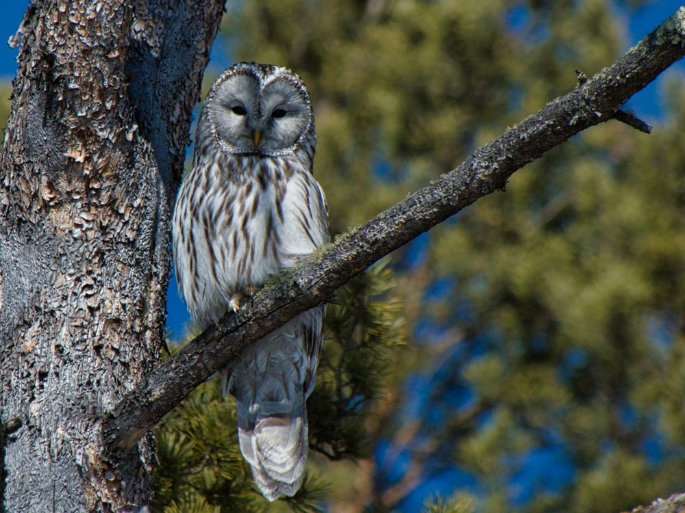 Длиннохвостая неясыть. Ural Owl