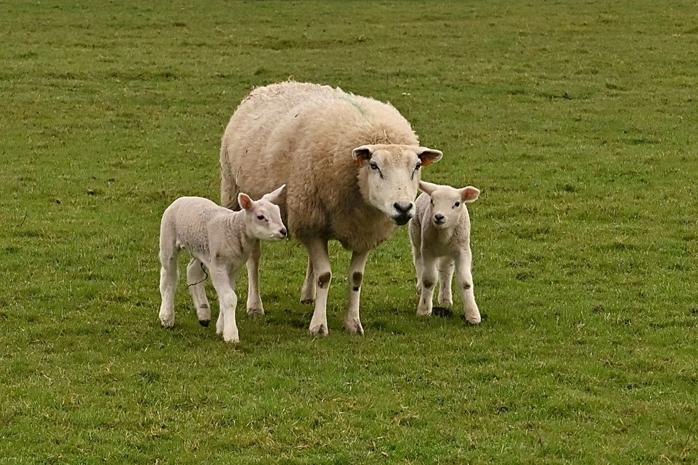 Newborn.