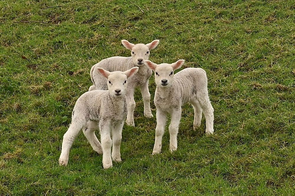 Newborn.