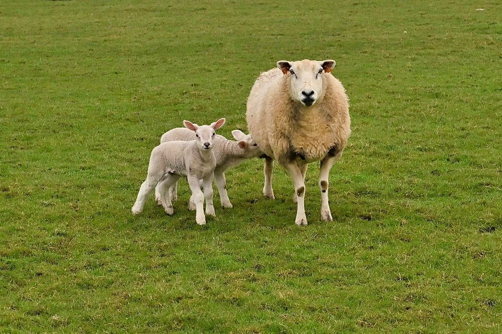 Newborn.