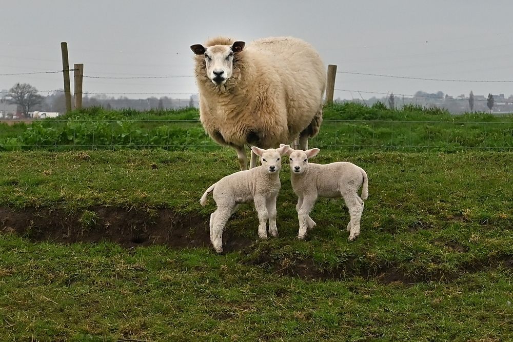 Newborn.
