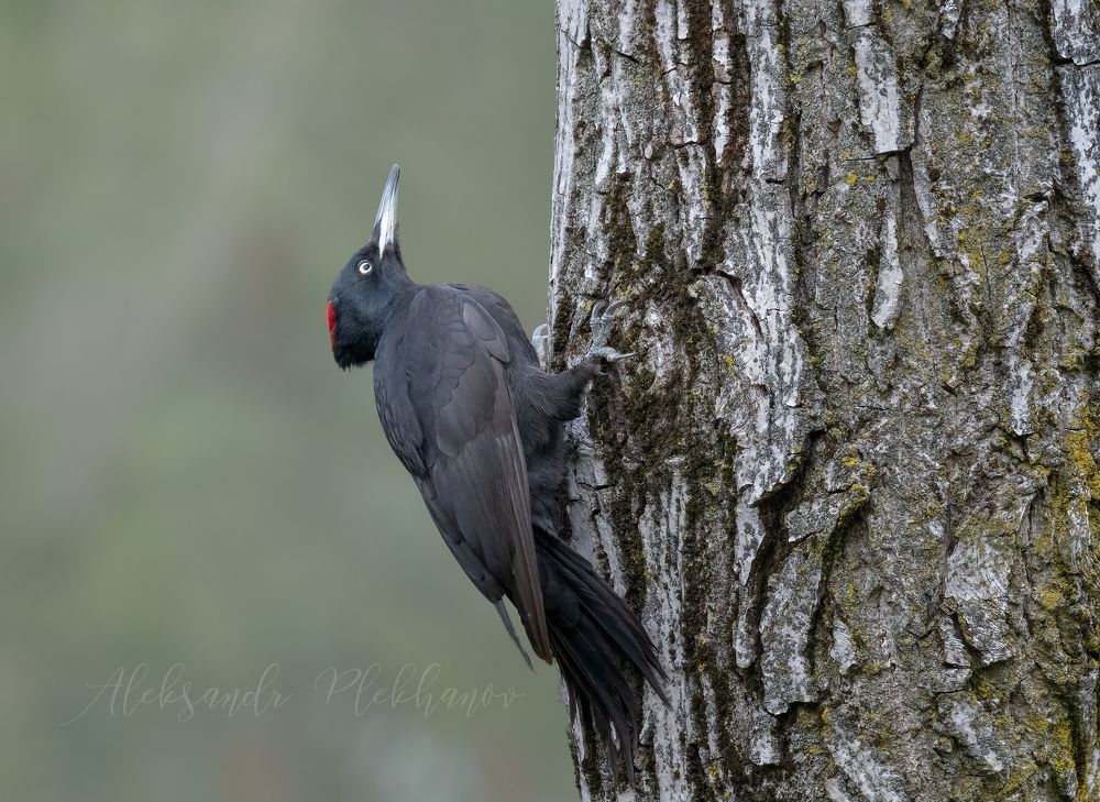Black Woodpecker