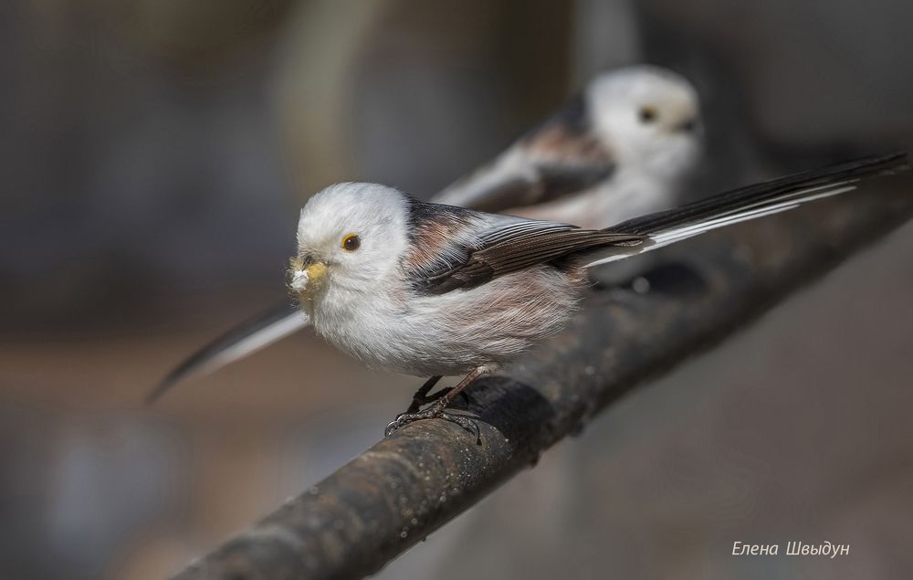 Long tailed tit