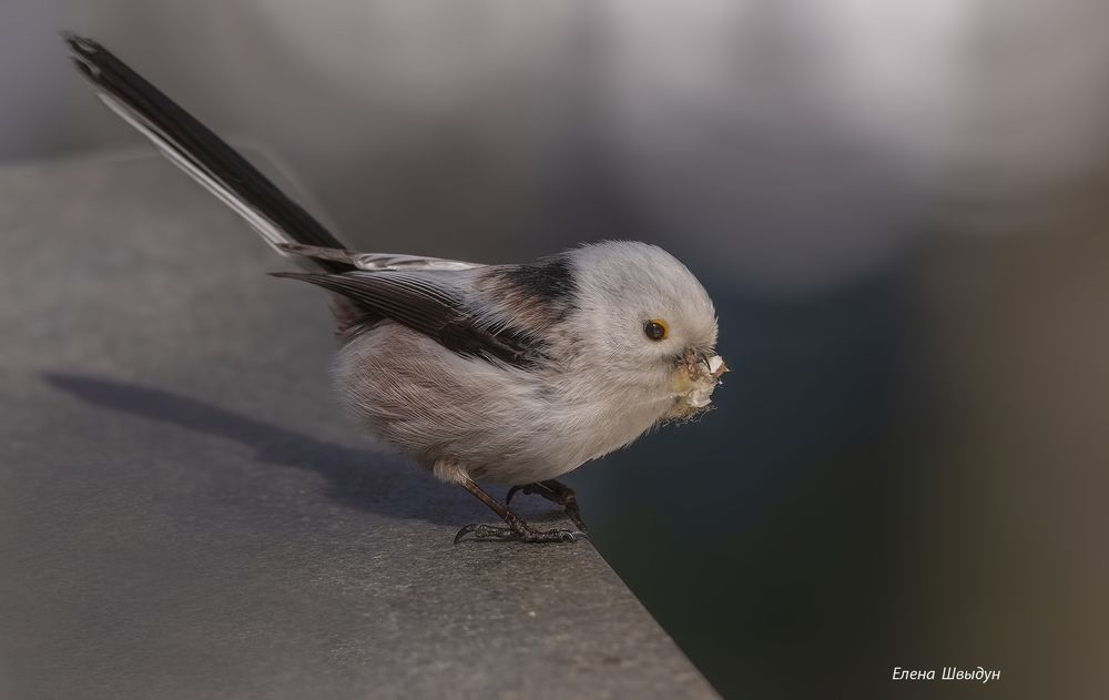 Long tailed tit