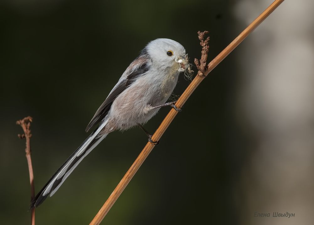 Long tailed tit