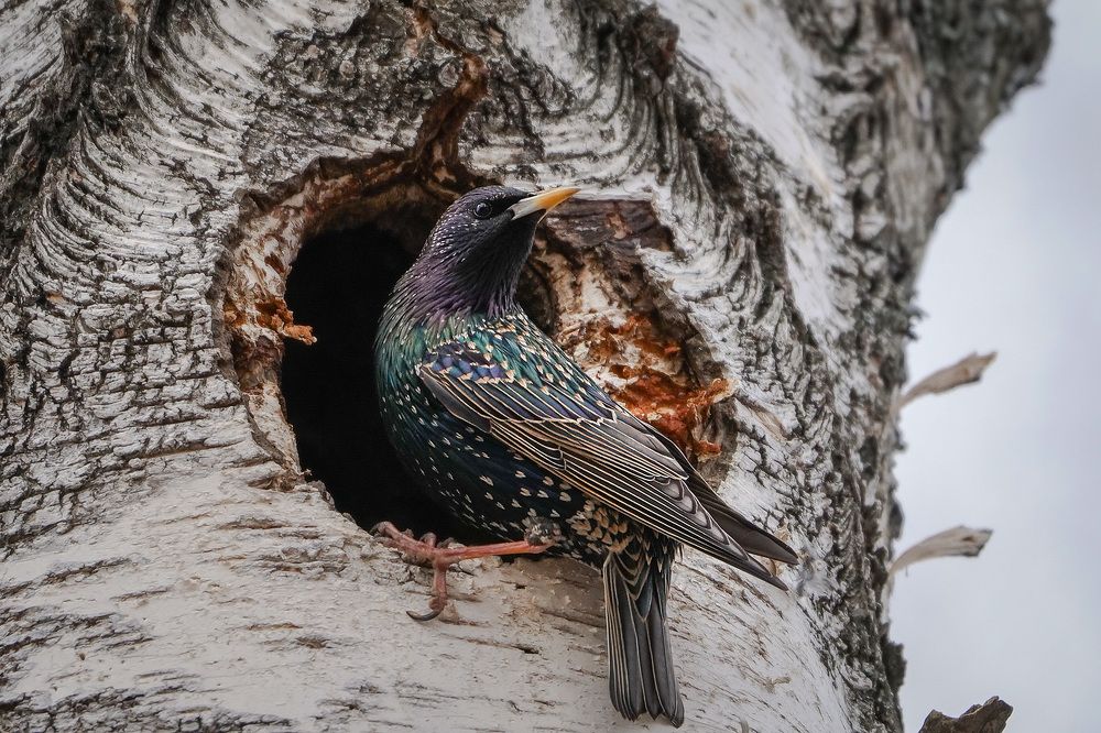 Скворцы