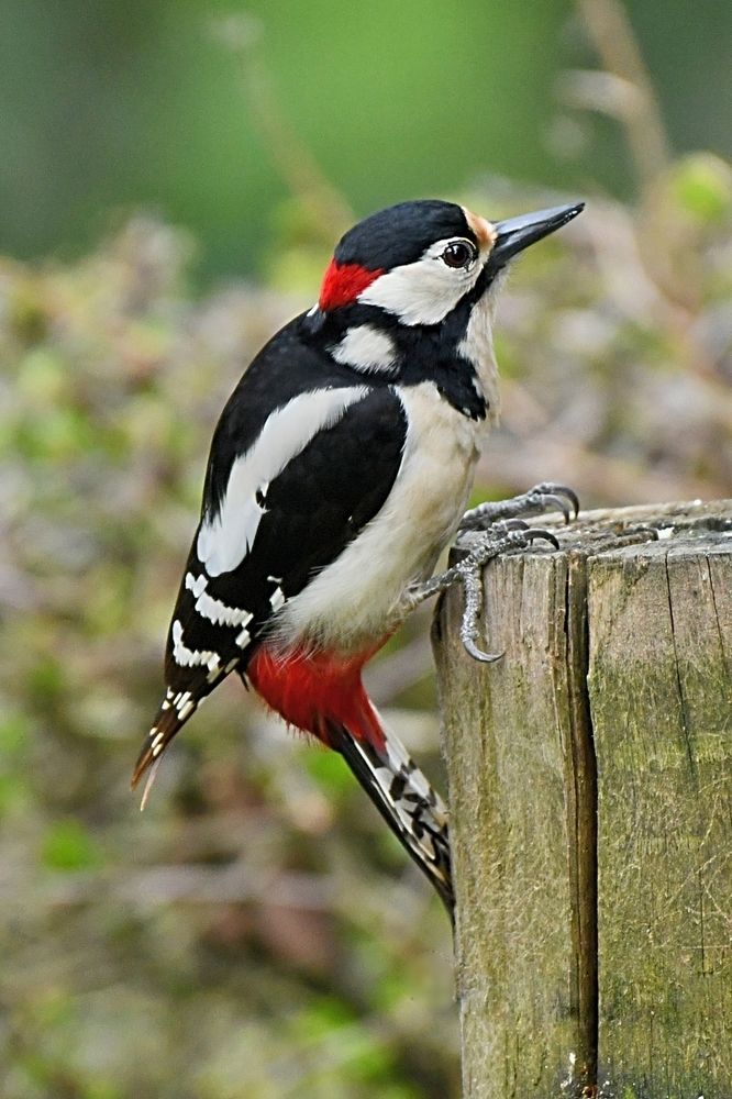 Fauna of my region.