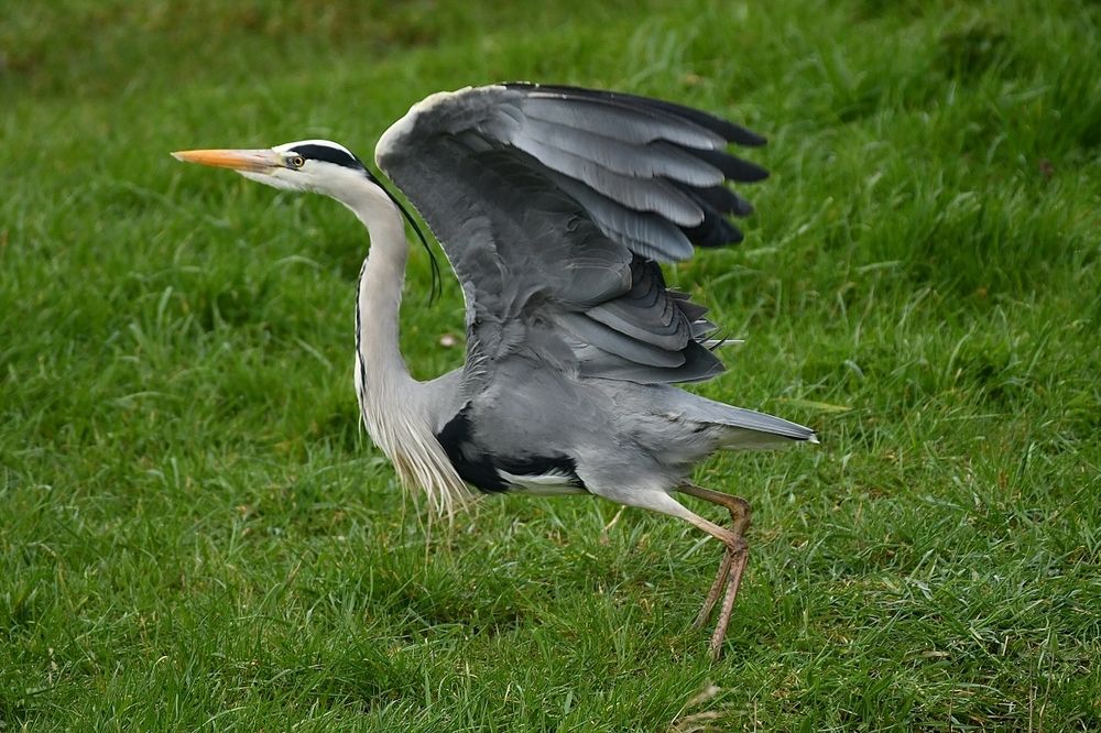 Fauna of my region.