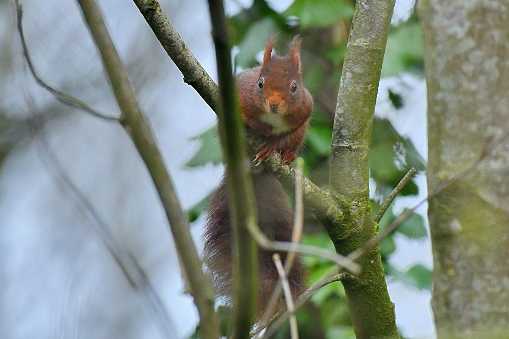 Fauna of my region.