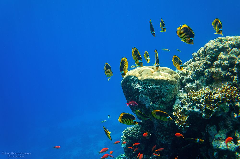 Красное море,  Шарм-эль-Шейх