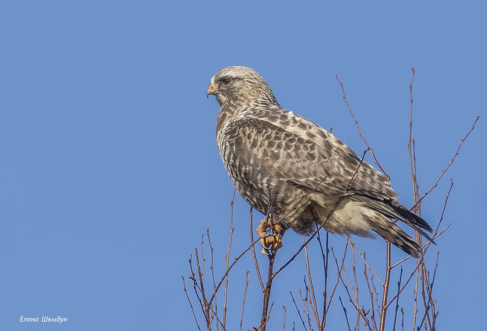 Rough-legged buzzard