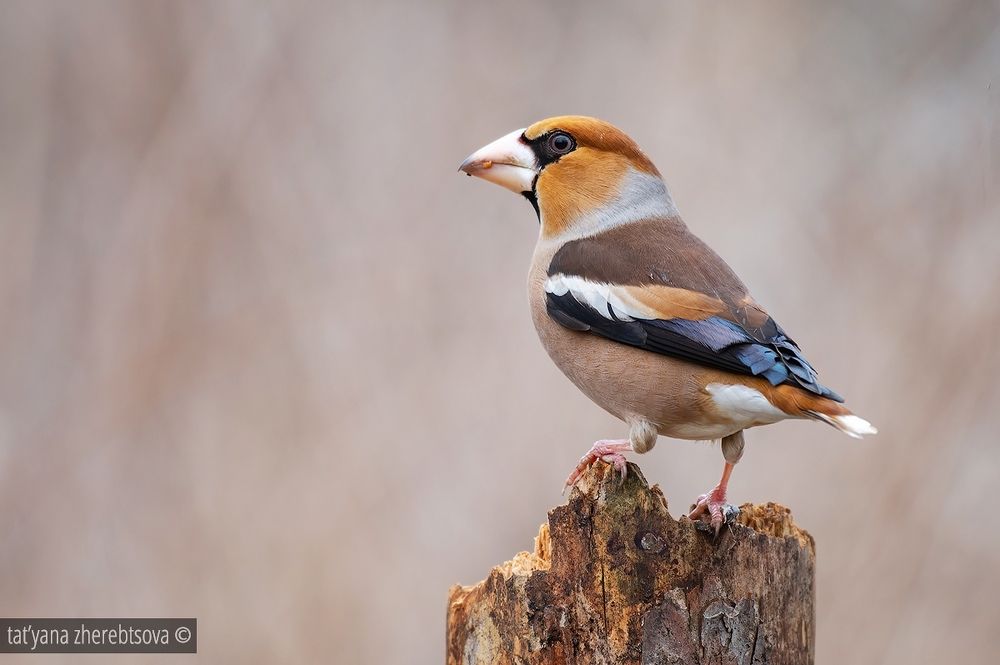 Hawfinch. Дубонос
