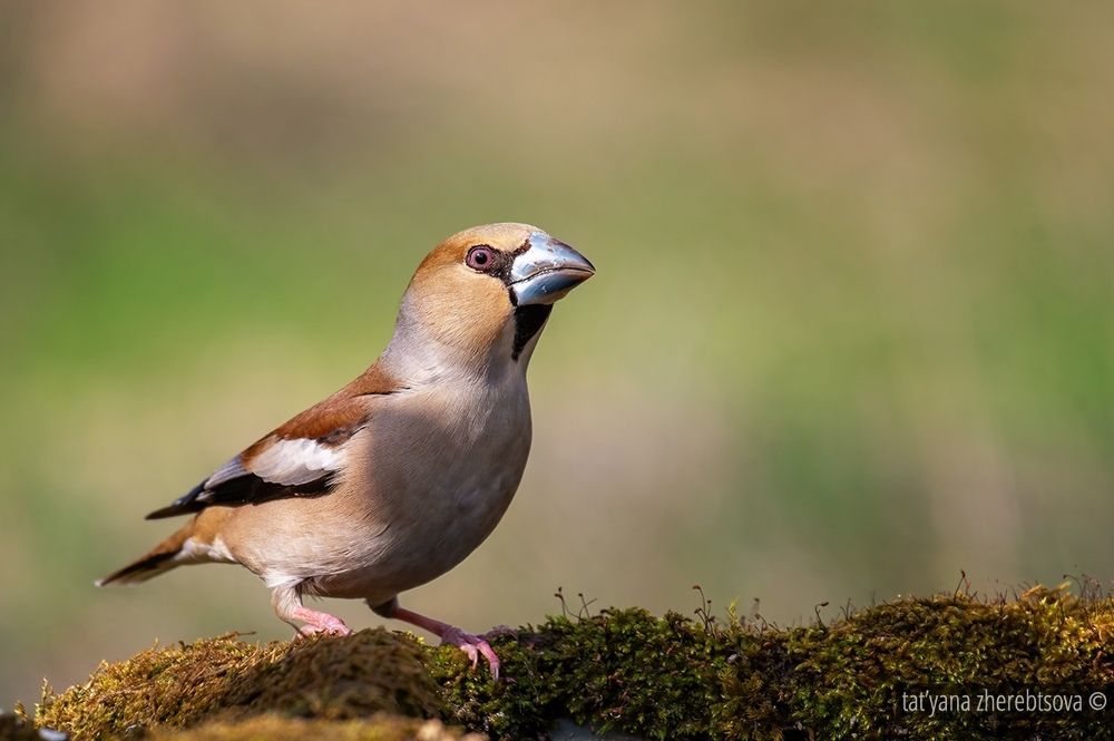 Hawfinch. Дубонос