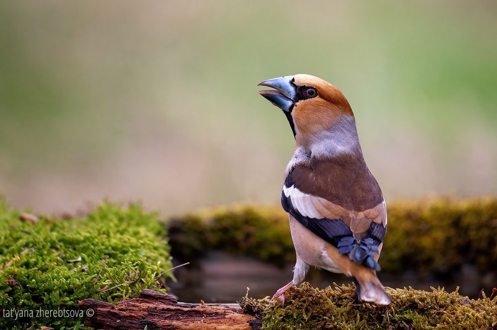 Hawfinch. Дубонос