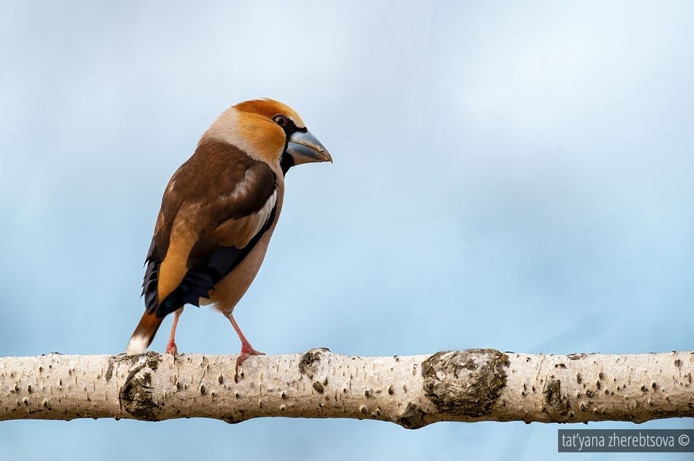 Hawfinch. Дубонос