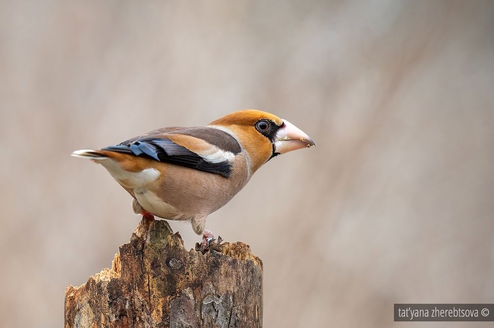 Hawfinch. Дубонос