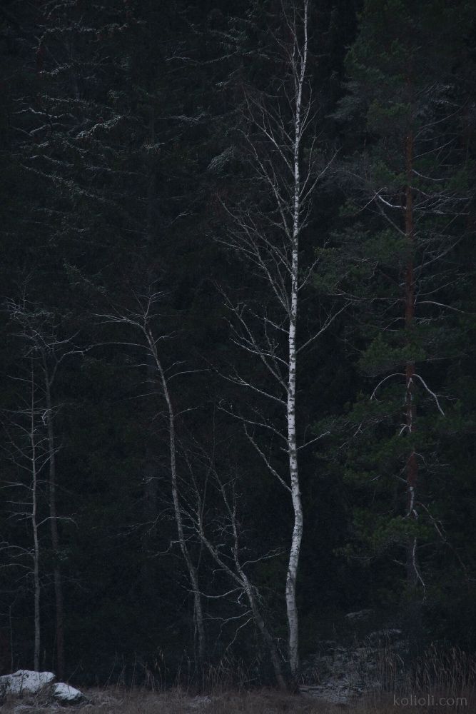 Хокку
