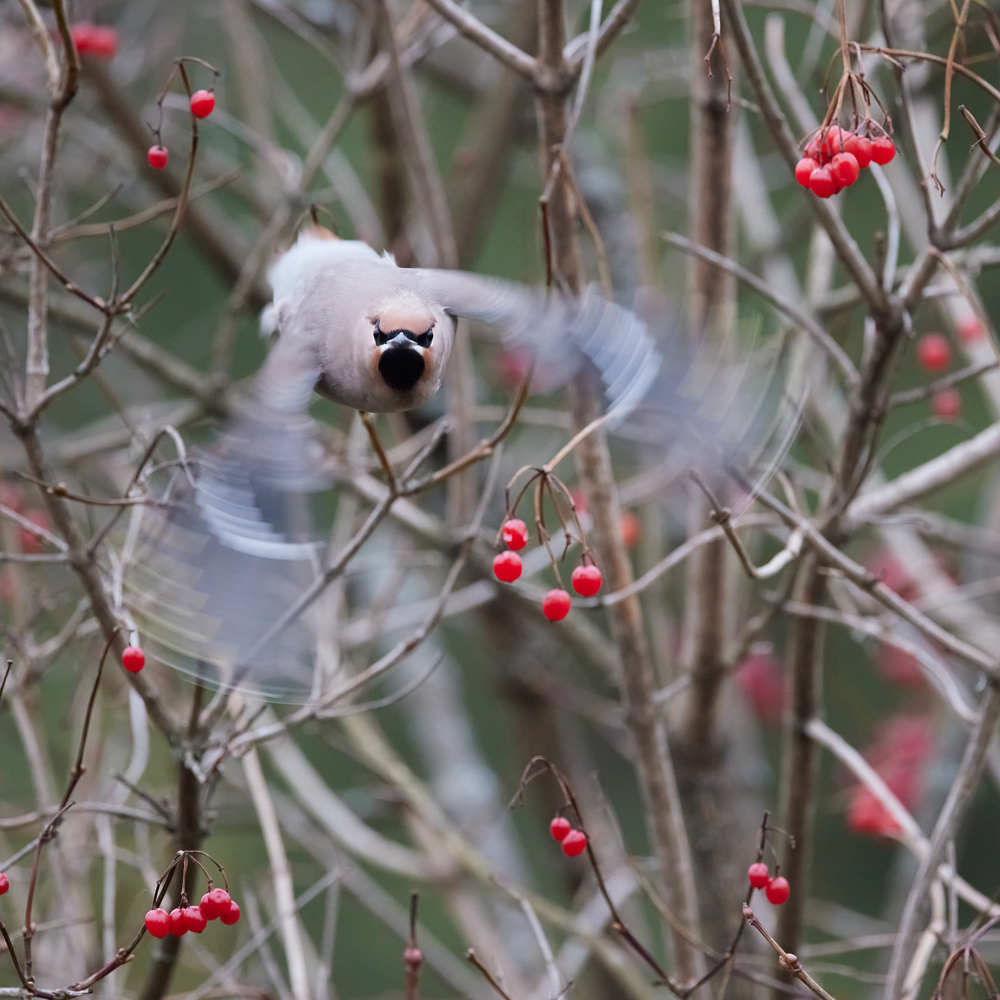 Angry Bird