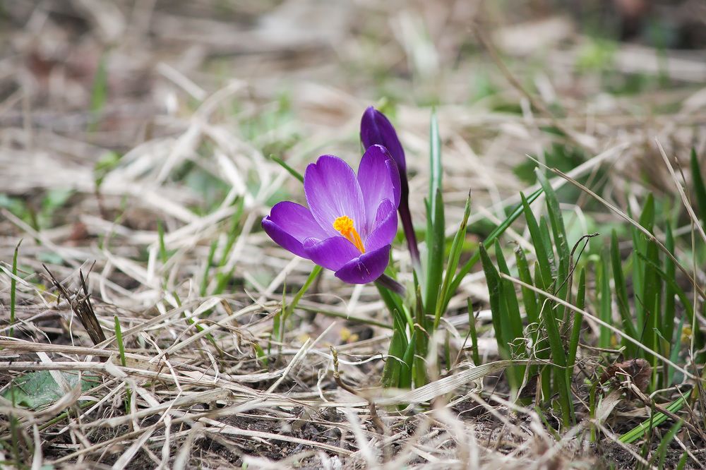 Шафран весенний (Crocus vernus).