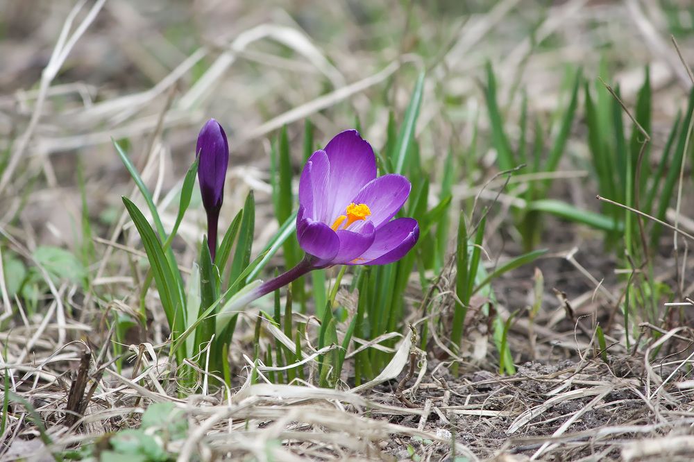 Шафран весенний (Crocus vernus).